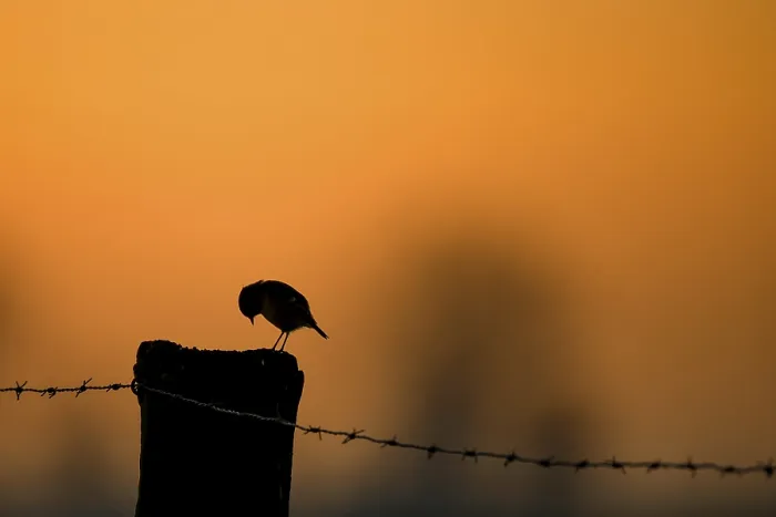 Framed Print : The silhouette of a stonechat (Saxicola rubicola) Framed Print : The silhouette of a stonechat (Saxicola rubicola)