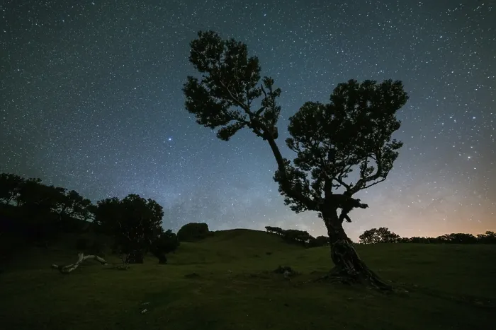Framed Print : Silhouette of Tree in Fanal Forest and Sky full of Stars at Night Framed Print : Silhouette of Tree in Fanal Forest and Sky full of Stars at Night