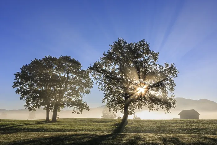 Framed Print : Silhouette of trees in the fog and morning light