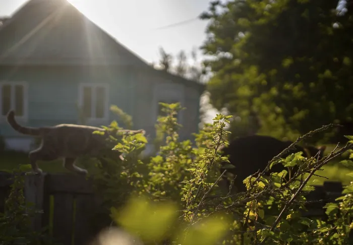Framed Print : Silhouetted cats with sun shining behind
