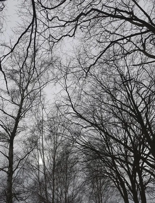 Framed Print : Silhouettes of trees and branches against a grey sky Framed Print : Silhouettes of trees and branches against a grey sky