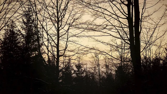 Framed Print : Silhouettes of trees against a colorful evening sky