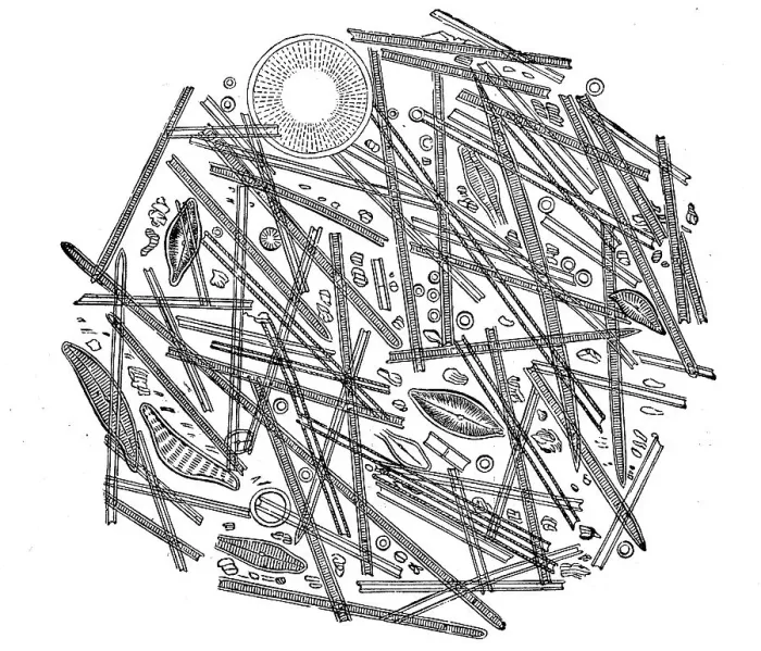 Framed Print : Siliceous diatoms or diatoms, Bacillariophyta
