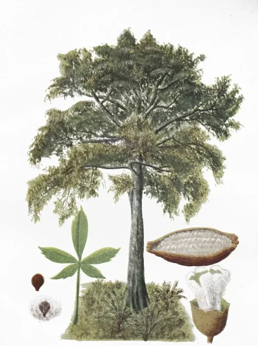 Framed Print : Silk-cotton tree (Ceiba pentandra) Framed Print : Silk-cotton tree (Ceiba pentandra)