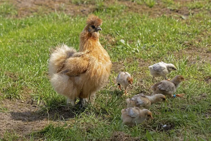 Framed Print : Silk hen with Wyandotte chick, hen