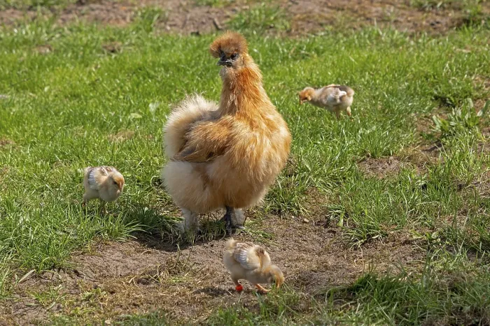 Framed Print : Silk hen with Wyandotte chick, hen Framed Print : Silk hen with Wyandotte chick, hen