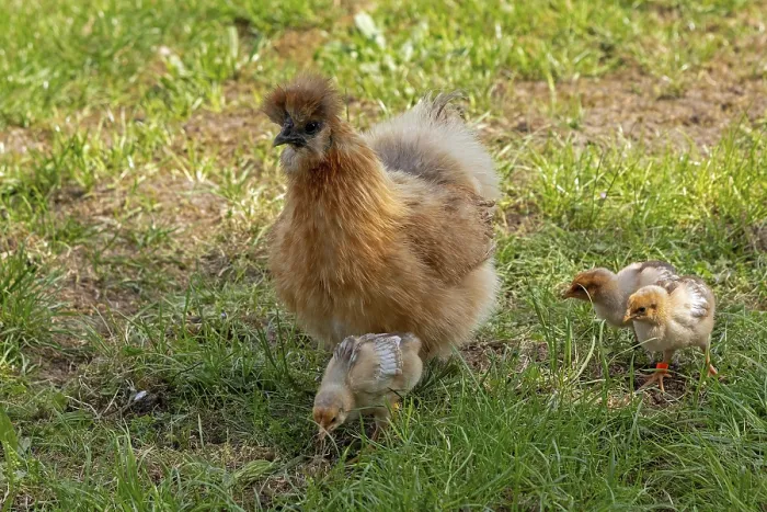 Framed Print : Silk hen with Wyandotte chick, hen Framed Print : Silk hen with Wyandotte chick, hen