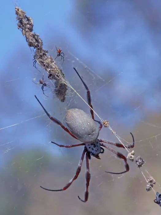 Framed Print : Silk spider, Silk spiders, Other animals Framed Print : Silk spider, Silk spiders, Other animals
