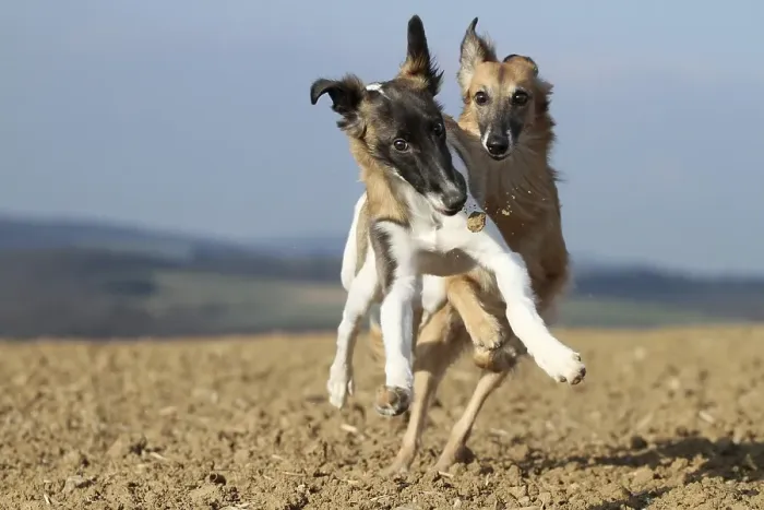 Framed Print : Silken Windsprite dogs, whippets, at play
