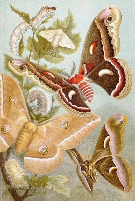 Framed Print : Silkmoth, silkworm (Bombyx mori)