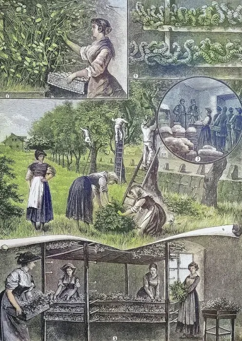 Framed Print : Silkworm breeding in Friuli, Italy Framed Print : Silkworm breeding in Friuli, Italy