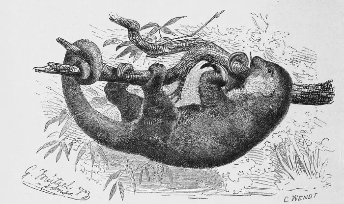 Framed Print : Silky anteater (Cyclopes didactylus) is a species of mammal in the genus pygmy anteater