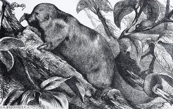 Framed Print : Silky anteater (Myrmecophaga didactyla)