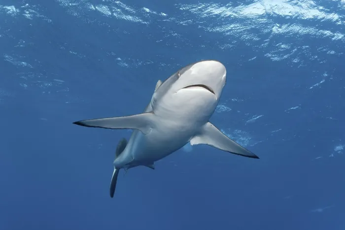 Framed Print : Silky shark (Carcharhinus falciformis) swimming in open water