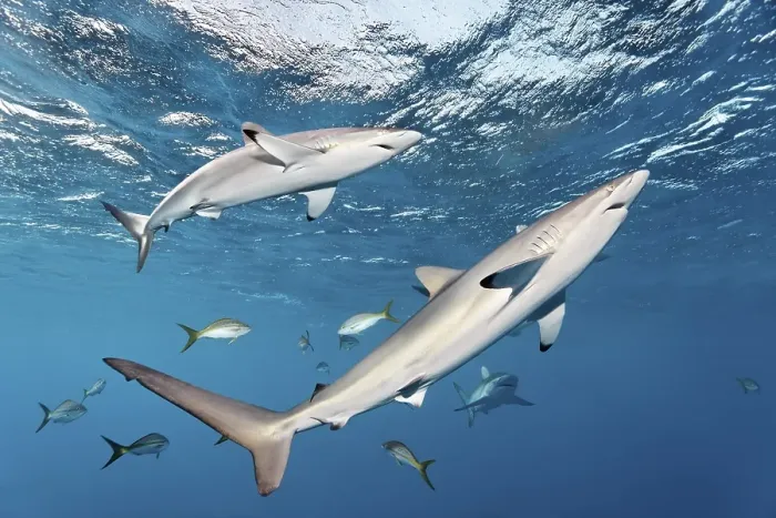 Framed Print : Silky sharks (Carcharhinus falciformis) swimming just below the ocean's surface Framed Print : Silky sharks (Carcharhinus falciformis) swimming just below the ocean's surface