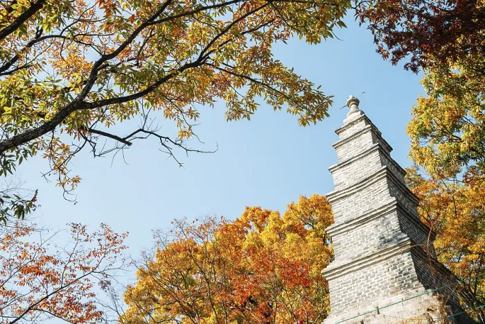 Framed Print : Silleuksa Temple stone tower with autumn maple in Yeoju