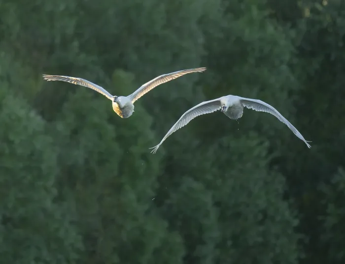 Framed Print : Silted swan (Cygnus olor), two swans in flight Framed Print : Silted swan (Cygnus olor), two swans in flight