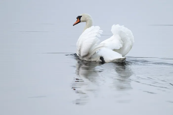 Framed Print : Silted swan (Cygnus olor) swims in impressive position on a lake Framed Print : Silted swan (Cygnus olor) swims in impressive position on a lake