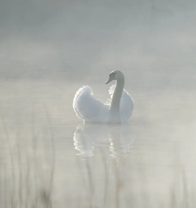 Framed Print : Silted swan (Cygnus olor) swims in impressive position on a lake