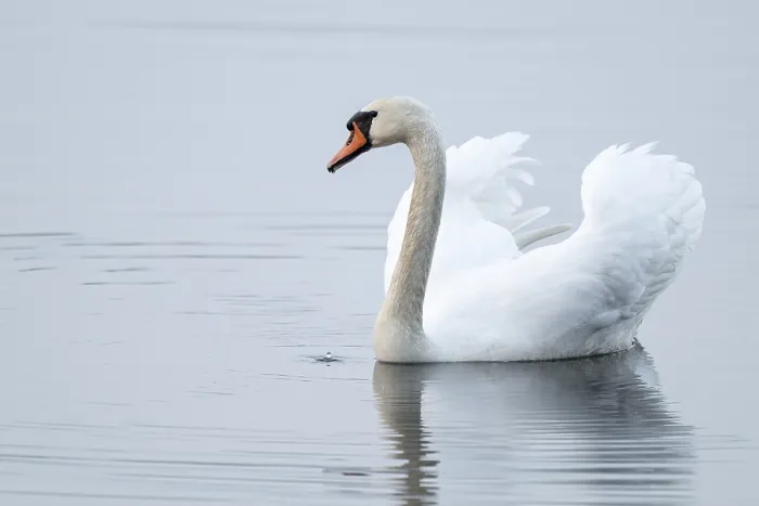 Framed Print : Silted swan (Cygnus olor) swims in impressive position on a lake