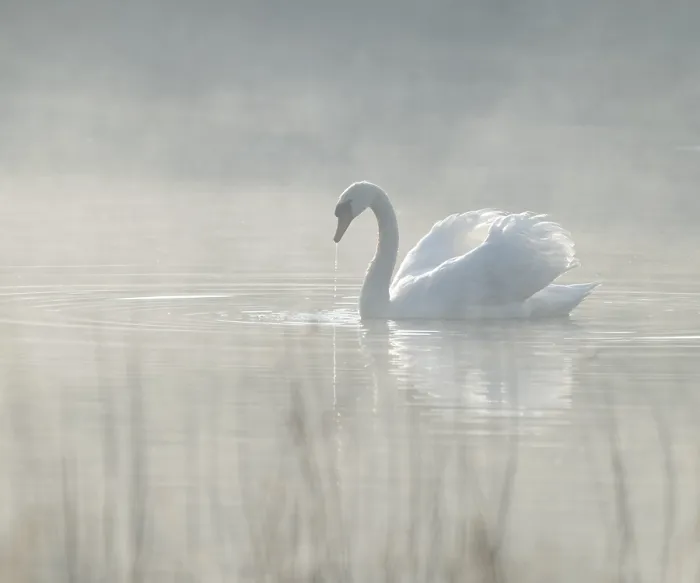 Framed Print : Silted swan (Cygnus olor) swims in impressive position on a lake