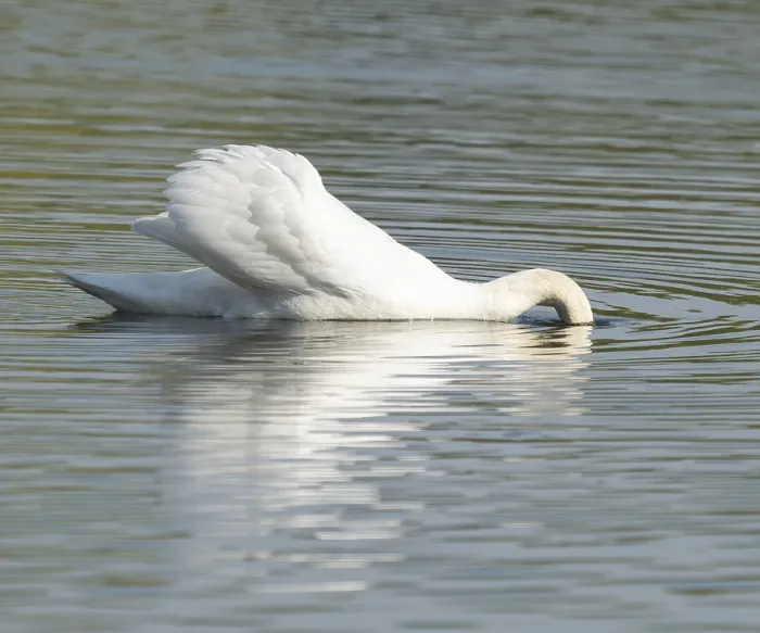 Framed Print : Silted swan (Cygnus olor) swims on a lake Framed Print : Silted swan (Cygnus olor) swims on a lake