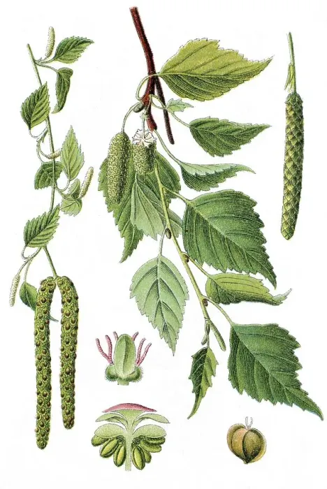 Framed Print : Silver birch (Betula pendula, Betula verrucosa)