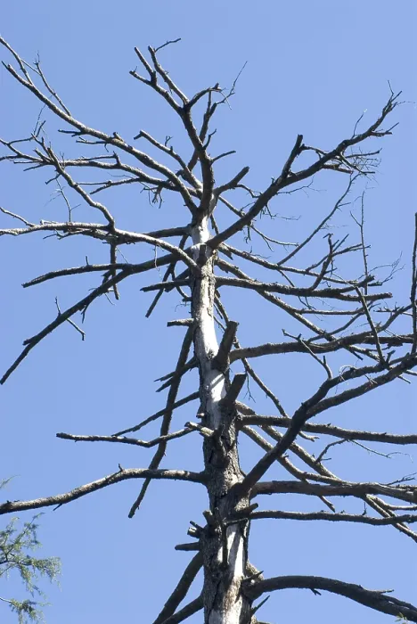 Framed Print : Silver birch tree without leaf at khajjair Framed Print : Silver birch tree without leaf at khajjair