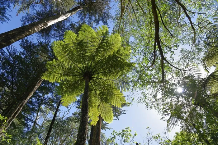Framed Print : Silver fern (Cyathea dealbata) in tropical rainforest