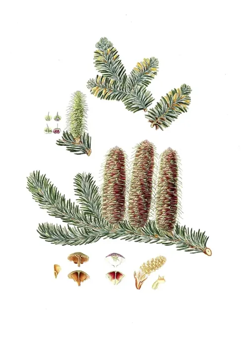 Framed Print : Silver fir, Abies alba, the European silver fir or silver fir, tree, digitally enhanced reproduction of an original by Aylmer Bourke Lambert (1761 - 1842), English botanist, published around 1810