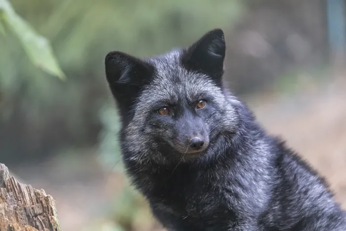 Framed Print : One silver fox (Vulpes vulpes) sitting behind a rotten tree stump and hidden behind some green leafes