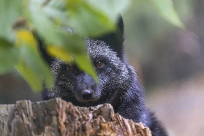 Framed Print : One silver fox (Vulpes vulpes) sitting behind a rotten tree stump and hidden behind some green leafes Framed Print : One silver fox (Vulpes vulpes) sitting behind a rotten tree stump and hidden behind some green leafes