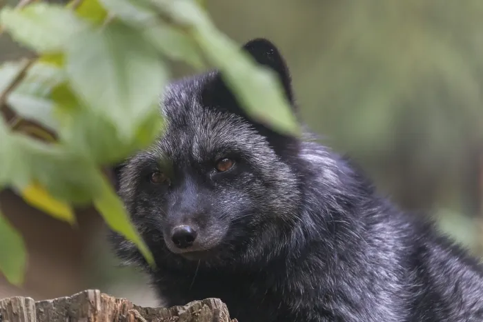Framed Print : One silver fox (Vulpes vulpes) sitting behind a rotten tree stump and hidden behind some green leafes