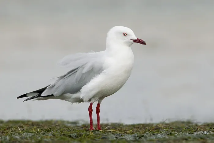 Framed Print : Silver Gull (Chroicocephalus novaehollandiae)