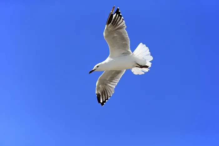 Framed Print : Silver Gull (Larus novaehollandiae)