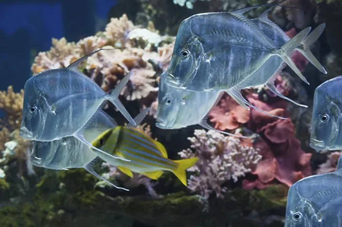 Framed Print : Silver Lookdown fish in front of corals in aquarium in Haus der Natur