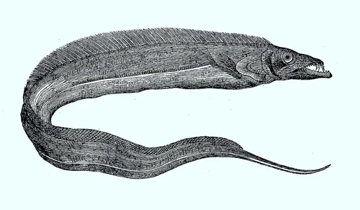 Framed Print : Silver scabbardfish (Lepidopus caudatus) or scabbardfish Framed Print : Silver scabbardfish (Lepidopus caudatus) or scabbardfish