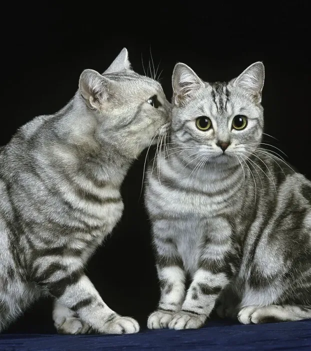 Framed Print : Silver tabby domestic cat against black background Framed Print : Silver tabby domestic cat against black background