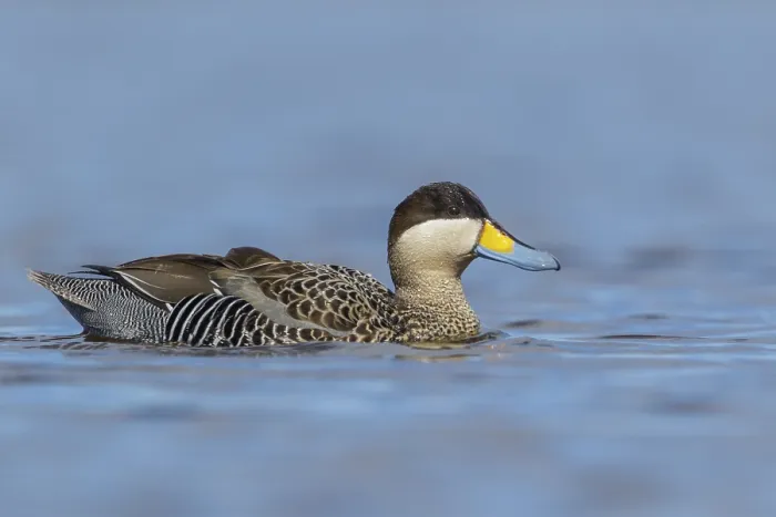 Framed Print : Silver Teal (Anas versicolor) swimming on a small pond in the Falkland Islands