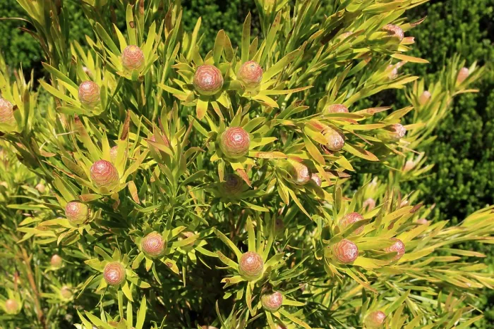 Framed Print : Silver tree (Leucadendron salignum) Framed Print : Silver tree (Leucadendron salignum)