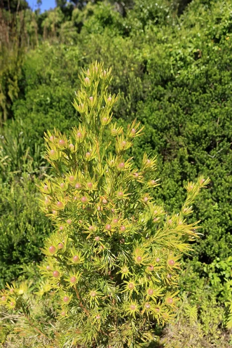 Framed Print : Silver tree (Leucadendron salignum)