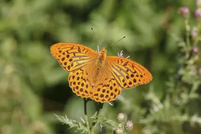 Framed Print : Silver-washed Fritillary (Argynnis paphia)