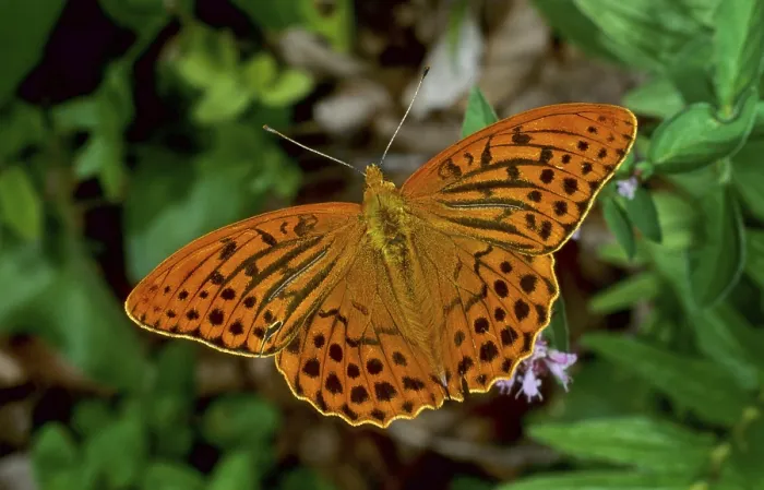 Framed Print : Silver-washed Fritillary (Argynnis paphia)