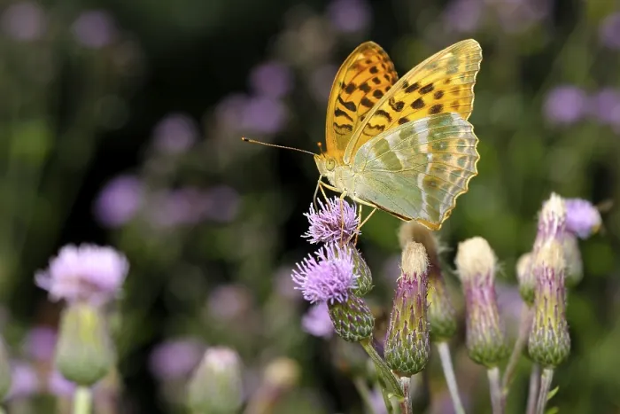 Framed Print : Silver-washed Fritillary (Argynnis paphia) Framed Print : Silver-washed Fritillary (Argynnis paphia)