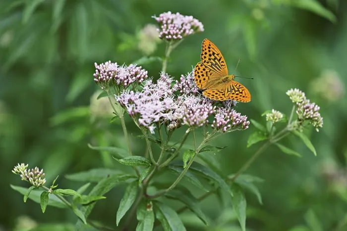 Framed Print : Silver-washed fritillary (Argynnis paphia) Framed Print : Silver-washed fritillary (Argynnis paphia)