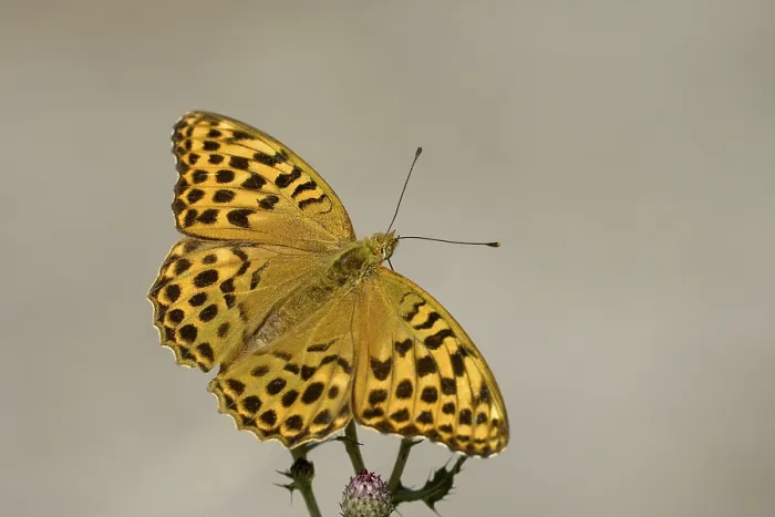 Framed Print : Silver-washed fritillary (Argynnis paphia) Framed Print : Silver-washed fritillary (Argynnis paphia)