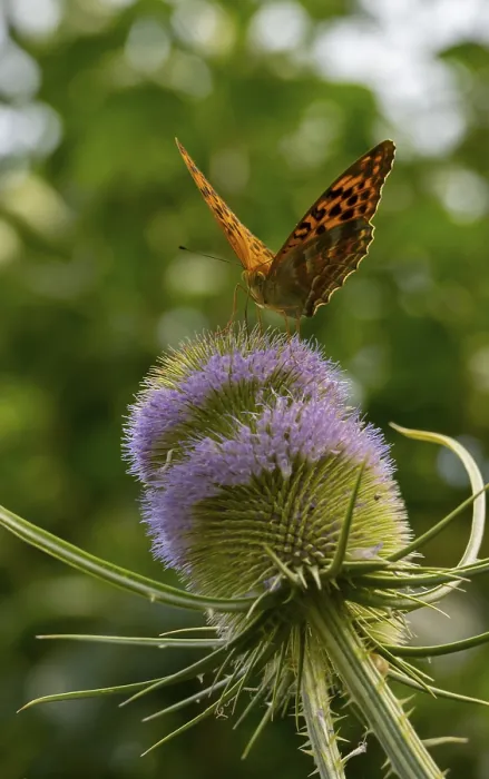 Framed Print : Silver-washed fritillary (Argynnis paphia)