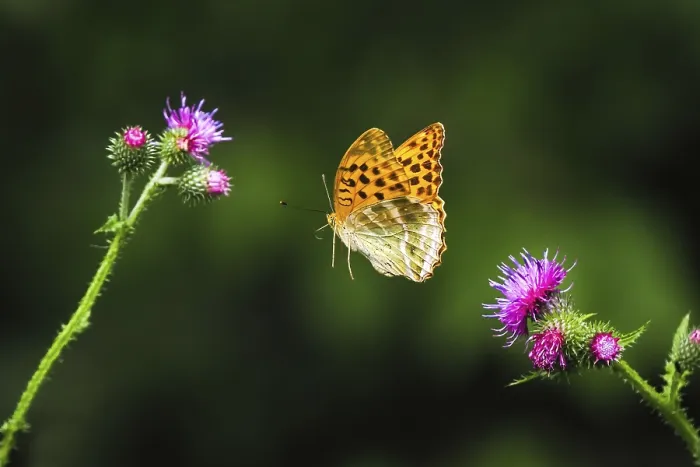 Framed Print : Silver-washed fritillary (Argynnis paphia) Framed Print : Silver-washed fritillary (Argynnis paphia)