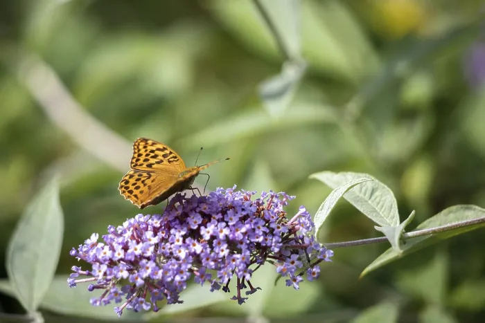Framed Print : Silver-washed Fritillary (Argynnis paphia) feeding on a Buddleia