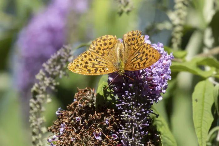 Framed Print : Silver washed fritillary butterfly (Argynnis paphia) adult insect feeding on purple garden Buddleja flowers in summer
